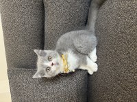British shorthair bicolor