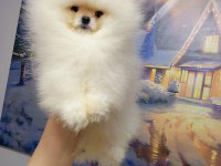 Pomeranian Boo Bebekler
