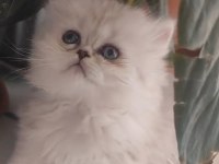 Safkan yavru british longhair NS11