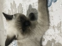 Bakmaya kıyamadığım british shorthair