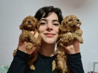 APRİCOT POODLE YAVRULARIMIZ PET PASAPORTLU