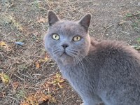 British shorthair çok sevecen