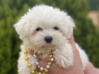 Orjinal Maltese Bebeklerimiz