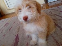 1 yaşında çok akılı ve uysal eğitimli maltipoo