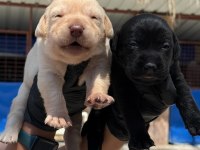 Labrador yavrularımız ruhsatlı çiftliğimizden
