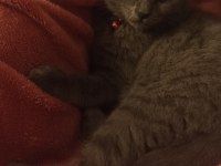 Cüzi sahiplendirilecektir british shorthair