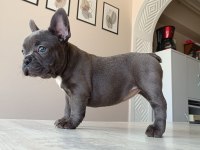 BLUE FRENCH BULLDOG