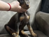 65 Günlük Dişi Ve Erkek Doberman Yavruları
