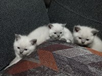 British shorthair blue point yavrular