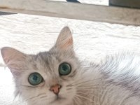 Sakin ev kedisi tasmalı bir şekilde buldum kendisini