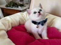British Shorthair Erkek Yavrumuza Yuva Uyguna