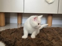 SEVİMLİ YAVRU KEDİLER