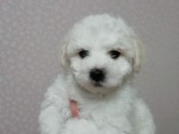 Orjinal bichon frise yavrularımız