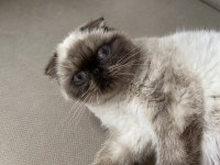 British shorthair erkek kedimiz
