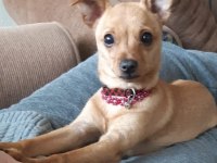 1.5 yaşındaki pinscher kızımıza yuva arıyoruz