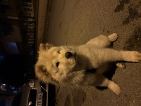Tatlılar tatlısı çin aslanı köpeğimiz mars