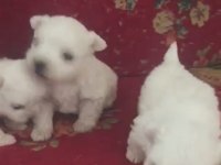 Maltese terier yavrular