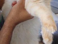 10 AYLIK SAFKAN İRAN KEDİSİ
