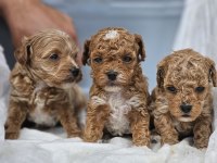 Orijinal Kore Poodle Bebekler