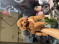 Toy poodle prenses
