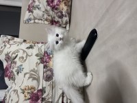 British longhair erkek yavru