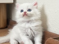 British longhair bebeklerimiz yeni yuvalarını arıyor