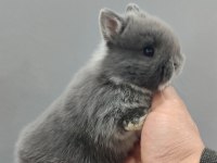 Cüce Tavşan (Netharlend dwarf)