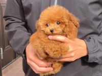 Toy poodle
