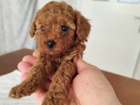 2 Dişi ve 1 Erkek Poodle Yavrular