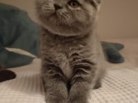 Saf kan scottish fold