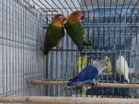 MÜKEMMEL CENNET PAPAĞANLARI KAMURAN ÜZÜLÜR