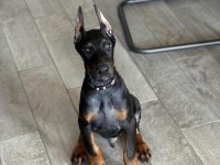 Sağlık ve ırk garantili doberman