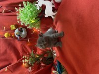 A Kalite British Shorthair Yavrumuz