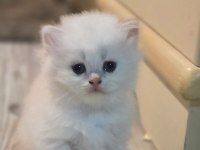 Safkan kediler, sağlık ırk garantili