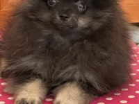 Pomeranian bebeğim Türkiyede az bulunan renk UYGUN