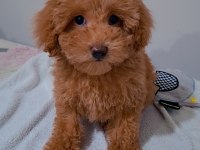 Teddy bear surat yavru poodle