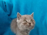 British shorthair bal gözlü yavrular