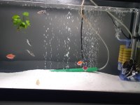 2 tane sağlıklı genetik tetra