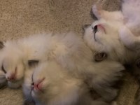 İzmir 5 Haftalık Ragdoll Yavrularımız