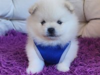 Pomeranian ayıcıklar ırk ve sağlık garantilidir