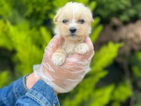 Maltipoo Yavrularımızı Canlı Görerek Alabilirsiniz
