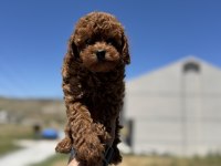 Profesyonel Ruhsatlı Çiftlikde Ziyarete Açık Toy Poodle