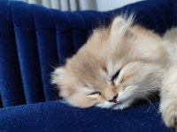 22 Şubat doğumlu erkek golden british longhair