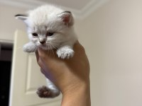 Mükemmel kalitede safkan british shorthair beyaz yavrular