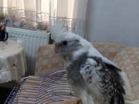 55 günlük sultan papağanı yavrusu