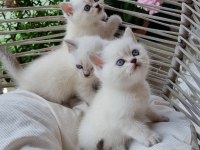 19 mayıs doğumlu british shorthair bebekler
