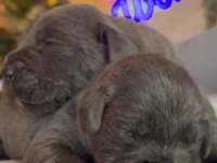 Cane corso blue bebeklerimiz için acele edin