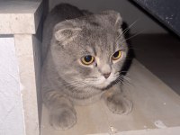 Scottish fold cinsi erkek kedi Diyarbakır