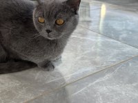 British shorthair dişi