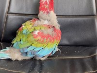 KIRMIZI 45 GÜNLÜK BEBEK MACAW